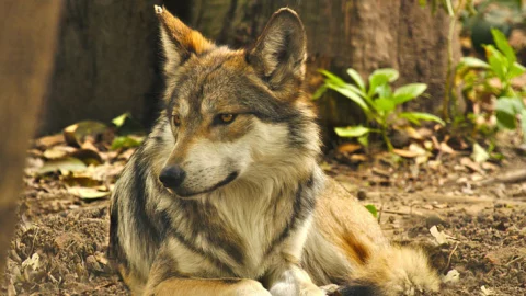 10 animales de origen mexicano lobo mexicano