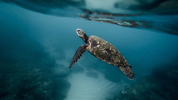 México tiene seis especies de tortugas marinas en sus mares