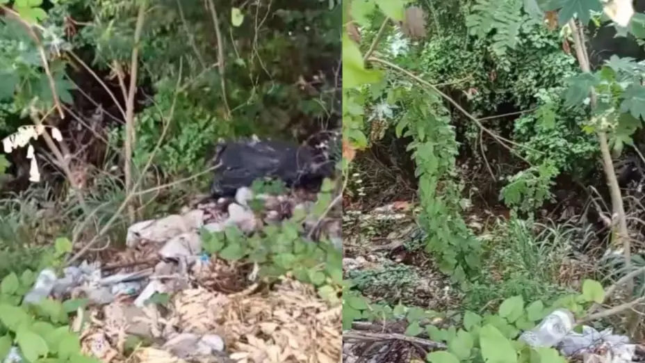 Abuelita arrastrada por serpiente