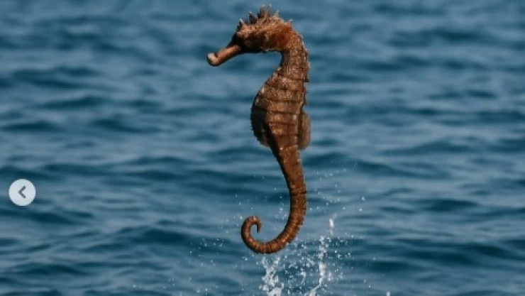 avistan-caballito-de-mar-gigante-aguas-pacífico-bahía-de-monterey-portada