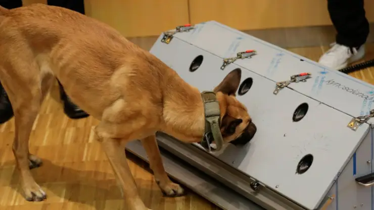 perros covid 19 alemania.jpg