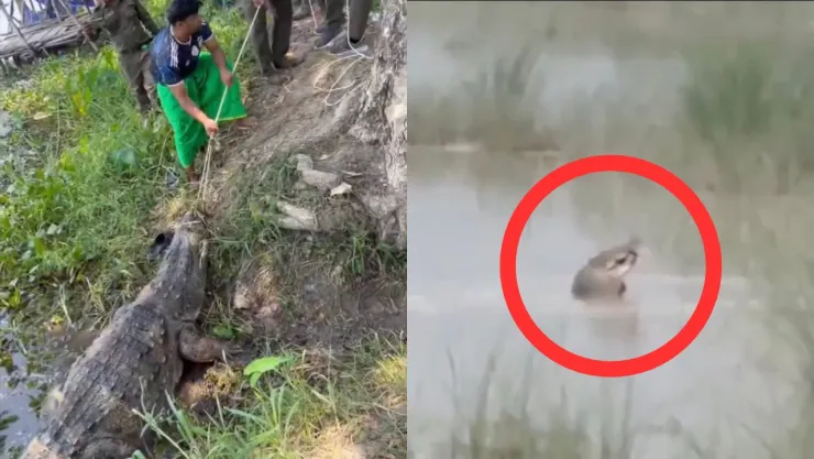 Terror en río de India: cocodrilo arrastra a menor mientras se lavaba y vecinos buscan al reptil tras la tragedia