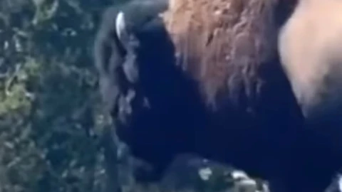 bisonte-persigue-familia-parque-yellowstone-eu-video-cuerpo