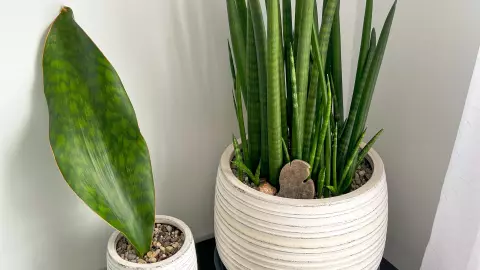 Sansevieria, lengua de suegra o espada de San Jorge