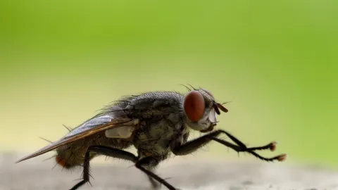 Lo que le pasa a tu cuerpo luego de comer una mosca