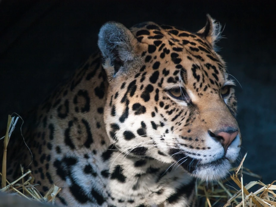 León