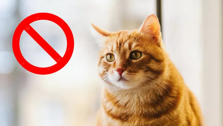 ¿Es México? Este país estudia prohibir los gatos domésticos para proteger la fauna salvaje