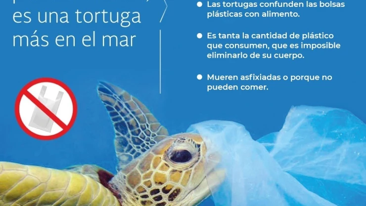 Tortugas y bolsas de plástico .jpeg