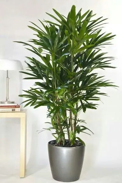 2 plantas de interior que te ayudarán a descansar mejor si las pones en tu cuarto
