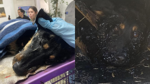 Perrita arrojada a chapopote