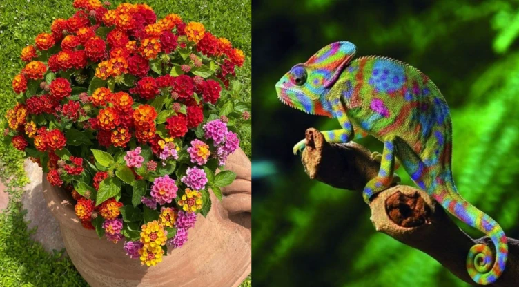 La planta que cambia de colores como el camaleón durante verano: llenará de vida tu hogar