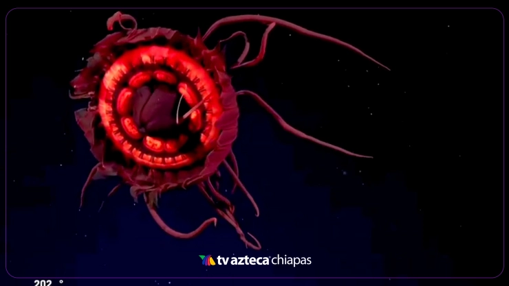 Extraña criatura marina filmada en Cañón de Mar del Plata VIDEO