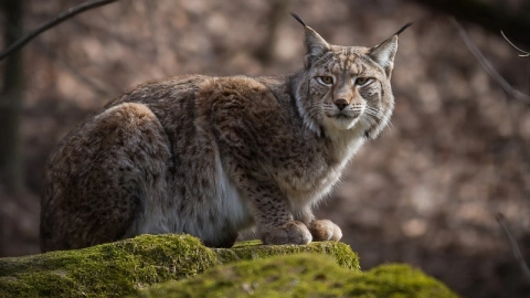 lince