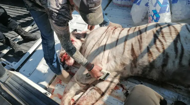 Profepa presenta denuncia por muerte de tigre en Querétaro