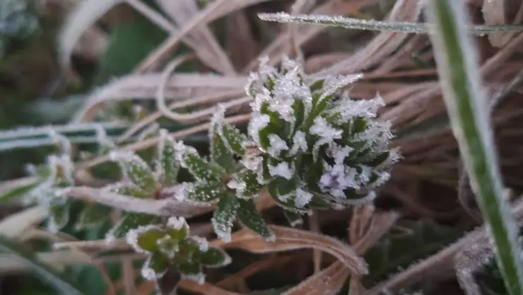 ¡Cultivos cubiertos de escarcha! Registran intensas heladas en zonas serranas de Veracruz