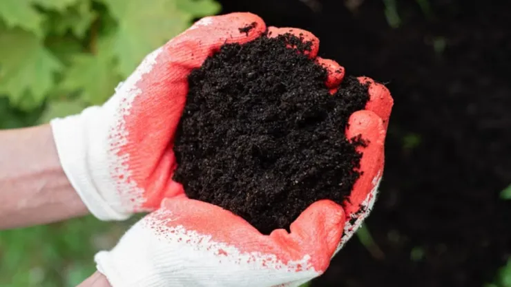¿Cómo hacer compost casero sin olor? Guía paso a paso para principiantes en departamentos
