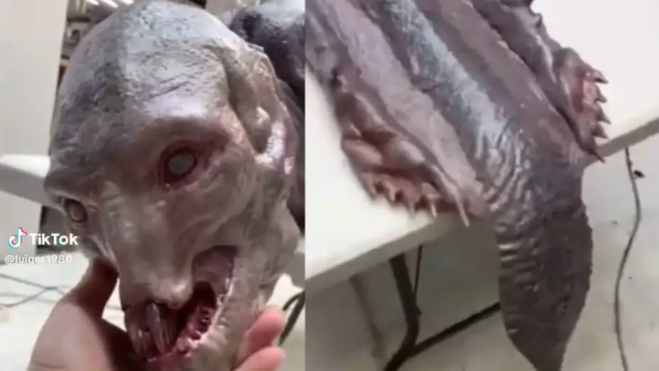 VIDEO: Hallan supuesto monstruo marino en México ¿qué es?