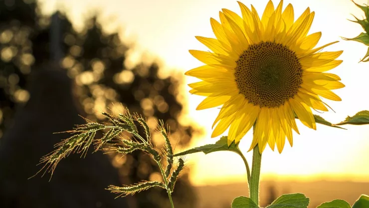 Solsticio de Verano: ¿cómo se celebra?