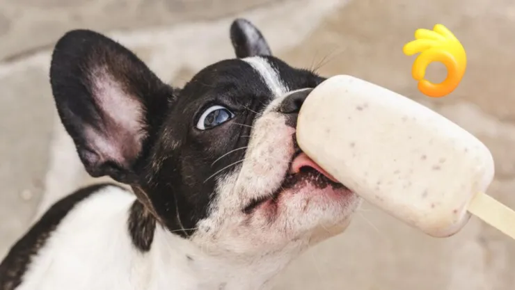 PALETAS PARA PERRO