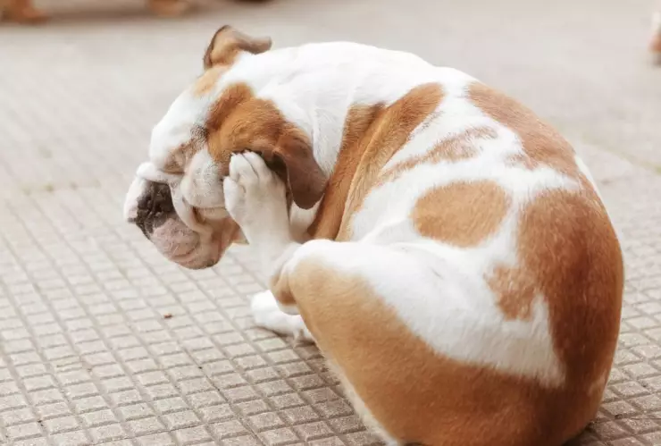 pulgas en tu mascota