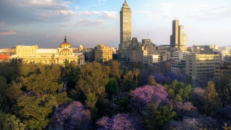 Cada año, las jacarandas anuncian la primavera en la Ciudad de México