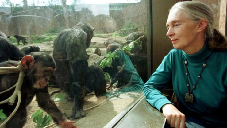 Fallece Jane Goodall a los 91 años, pionera en el estudio de chimpancés y defensora del medio ambien.jpg