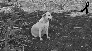 PORTADA chapala Ox.jpg