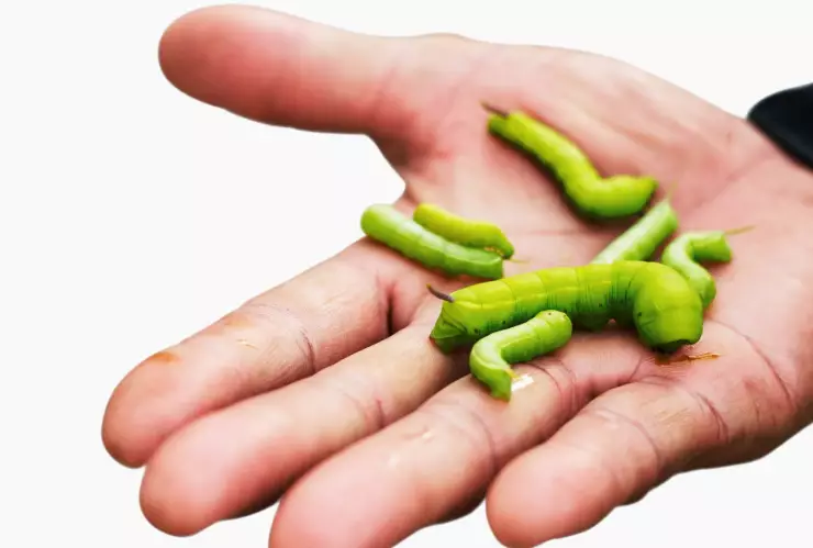 primer caso de gusano barrenador en humanos