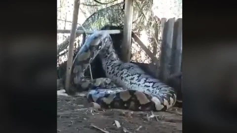 serpiente gigante