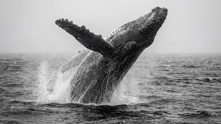 /universo-y-mar/como-se-comunican-ballenas-grandes-distancias-mar