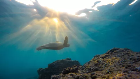 microbio marino carbono