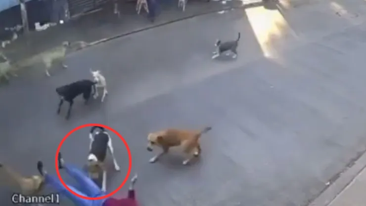 VIDEO ¡IMÁGENES SENSIBLES! Momento en el que adulta mayor es atacada por una jauría de perros