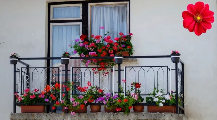 Flores de primavera 5 plantas resistentes para llenar de color tu balcón.jpg