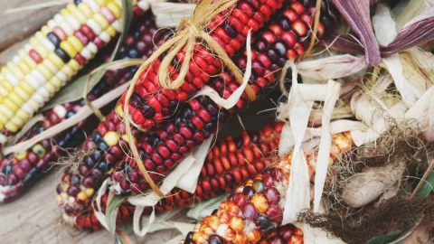 dia nacional del maiz