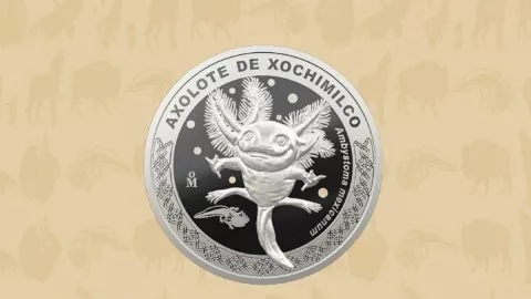 Nueva moneda del Ajolote Características y dónde comprarla