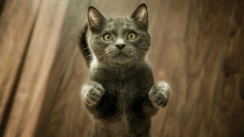 ¡Me pareció ver un lindo gatito! ‘Michi’ viaja por error cientos de kilómetros en servicio de paquetería