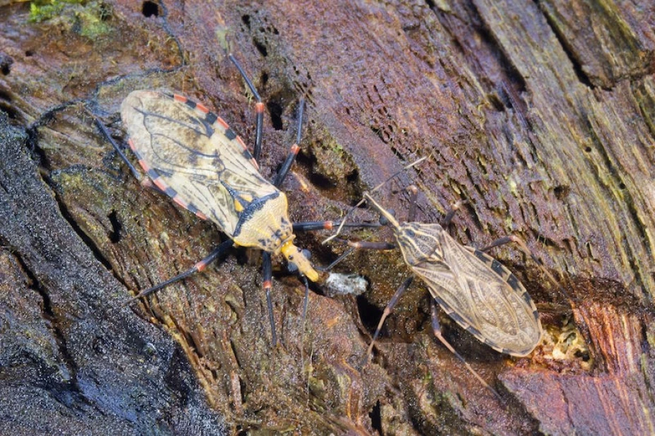 Mal de Chagas