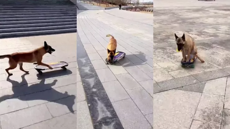 Perrito skate enamora las redes sociales.