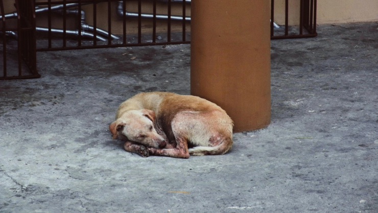 La-CDMX-busca-castigar-a-quienes-atropellen-animales-y-huyan_-las-sanciones-alcanzarían-multas-de-22.webp