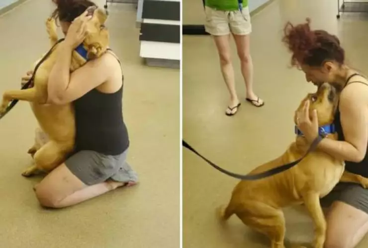 Mujer encuentra a su perro perdido cuando buscaba adoptar una mascota