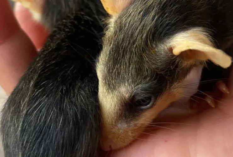 Rescate de crías de zarigüeya en La Cañada, Querétaro