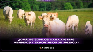 10 PORTADA CUÁLES SON LOS GANADOS MÁS VENDIDOS Y EXPORTADOS DE JALISCO.jpg