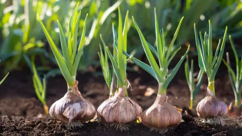/estilo-de/aprende-hacer-pomada-de-ajo-alivia-dolores-musculares