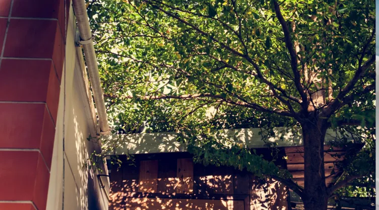 ¿Podar el árbol de tu vecino es un delito? Esto dice la ley mexicana.