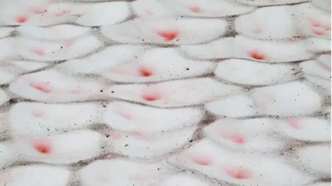 Nieve de sangre, cambio climático, qué es.jpg