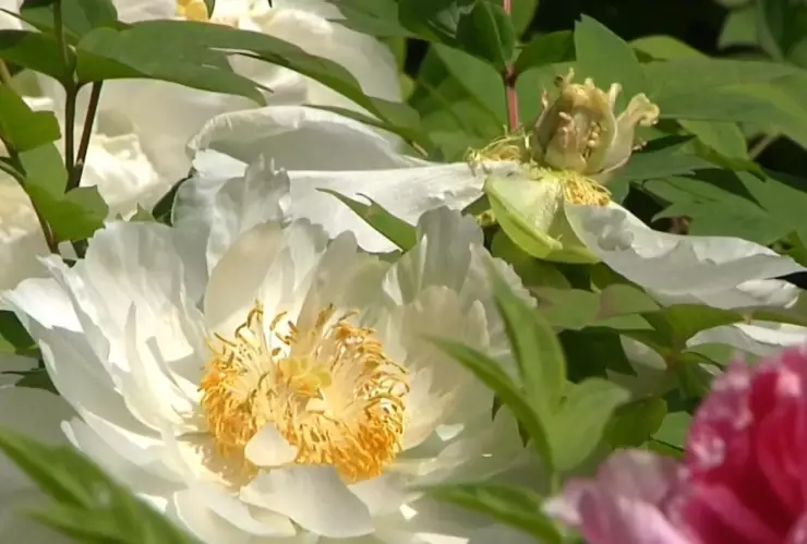 Jard&iacute;n Internacional de peon&iacute;a.jpg