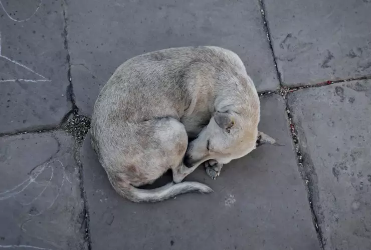 Perro es atropellado por un hombre que manejaba una camioneta
