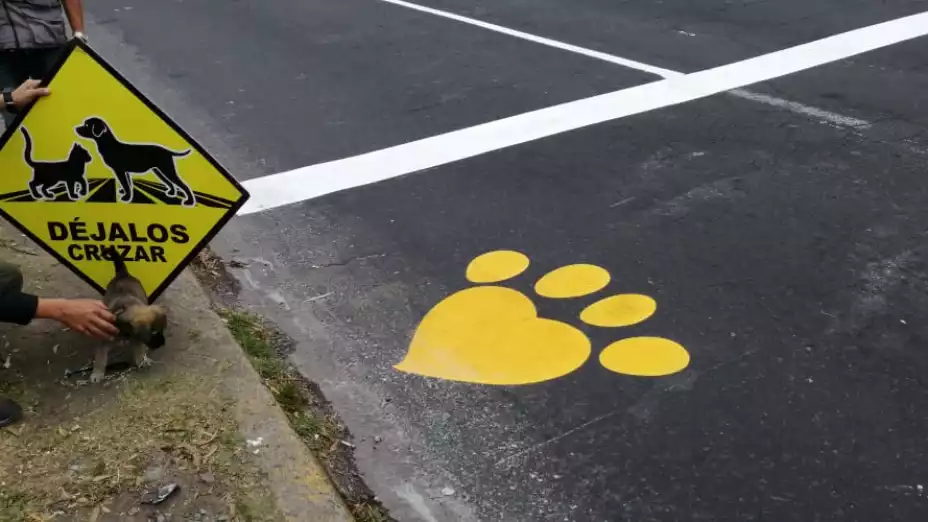 Déjalos Cruzar la campaña de Ecuador para salvar a los perros
