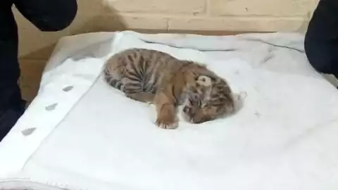 tigre cachorro celaya