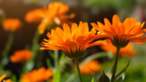 La planta que pocos conocen y es un repelente de mosquitos